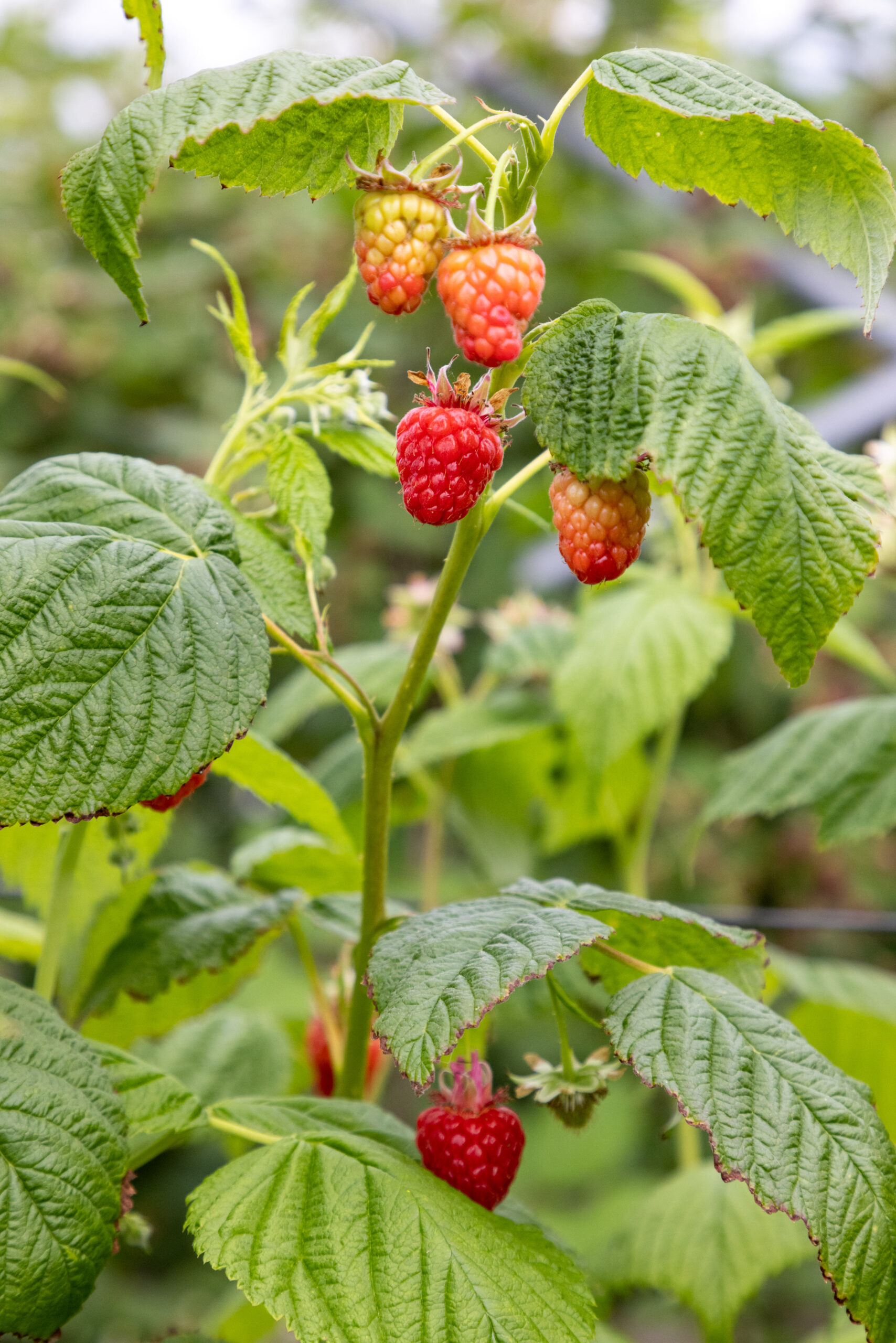 Aardbeien & Zo